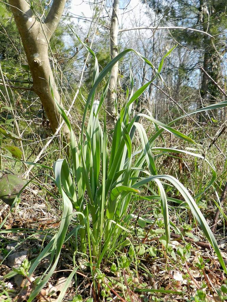 Allium sp. da identificare